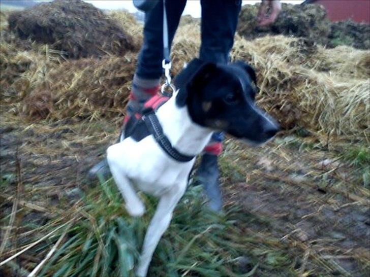 Dansk svensk gaardhund Molly <3 - På gå tur med Nina.  billede 3