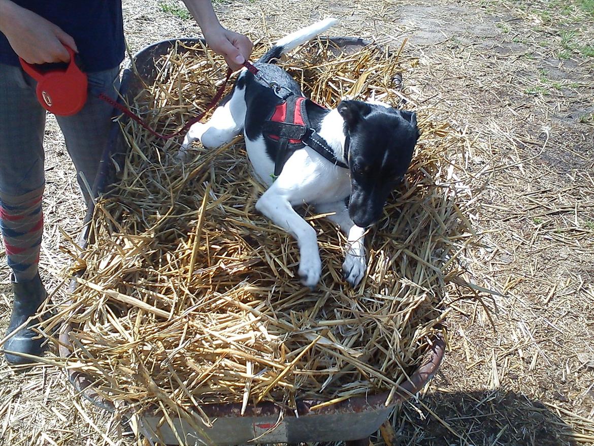 Dansk svensk gaardhund Molly <3 - Weee, køre tur! billede 4
