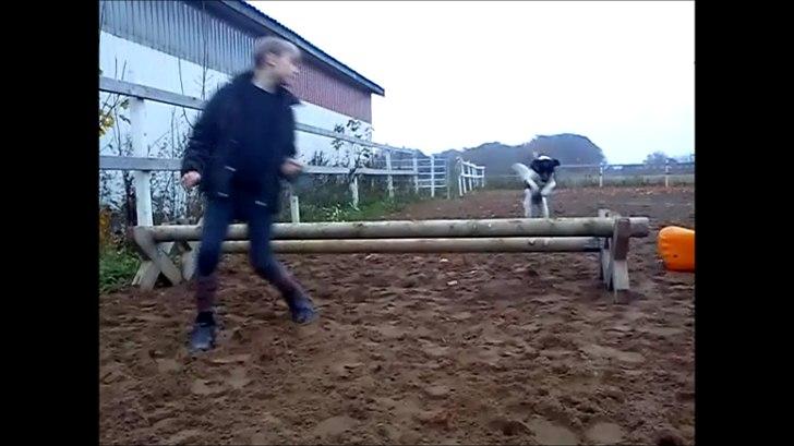 Dansk svensk gaardhund Molly <3 - Okser. billede 7