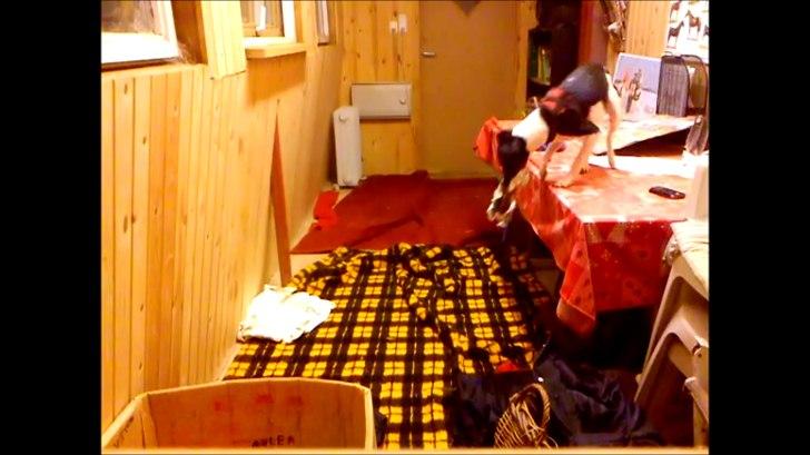 Dansk svensk gaardhund Molly <3 - Molly fik fat i vores rugbrøds madder! billede 10