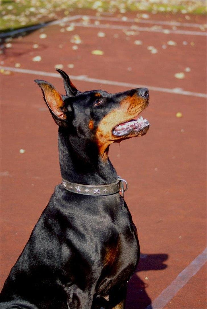 Dobermann Legrant Land Bohema Born billede 15