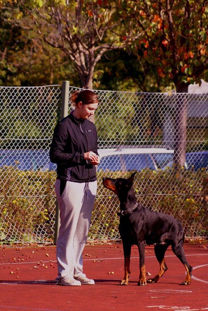 Dobermann Legrant Land Bohema Born billede 17