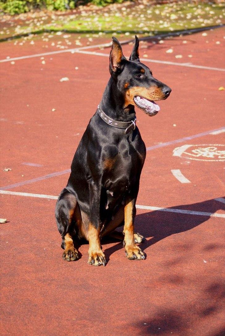 Dobermann Legrant Land Bohema Born billede 16
