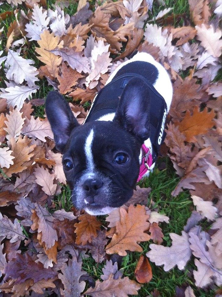 Fransk bulldog Carla billede 1