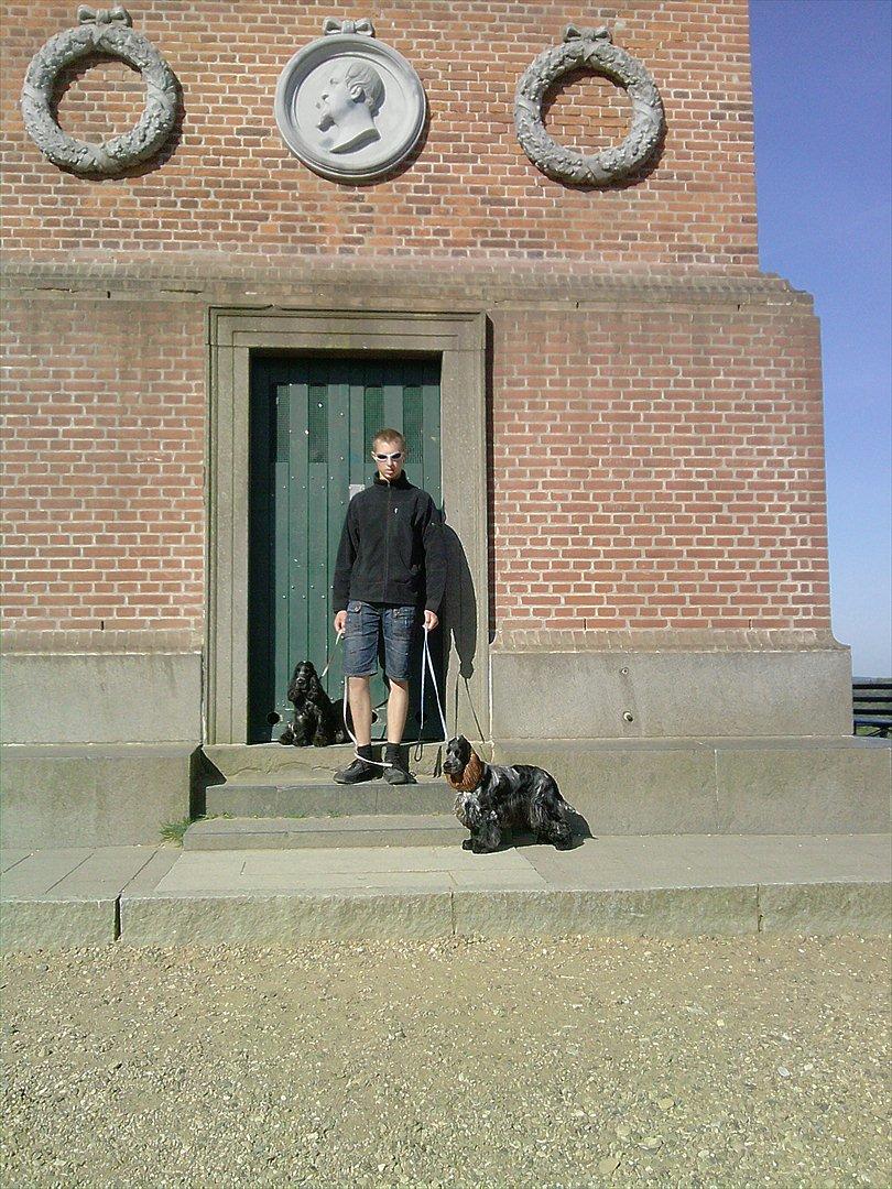 Cocker spaniel Dylan-Dan-L's Black Money billede 11