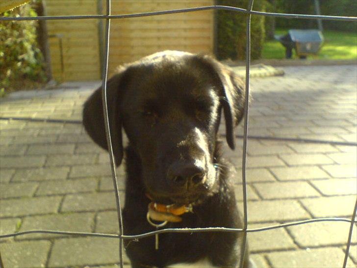 Blanding af racer Nick<3 billede 13