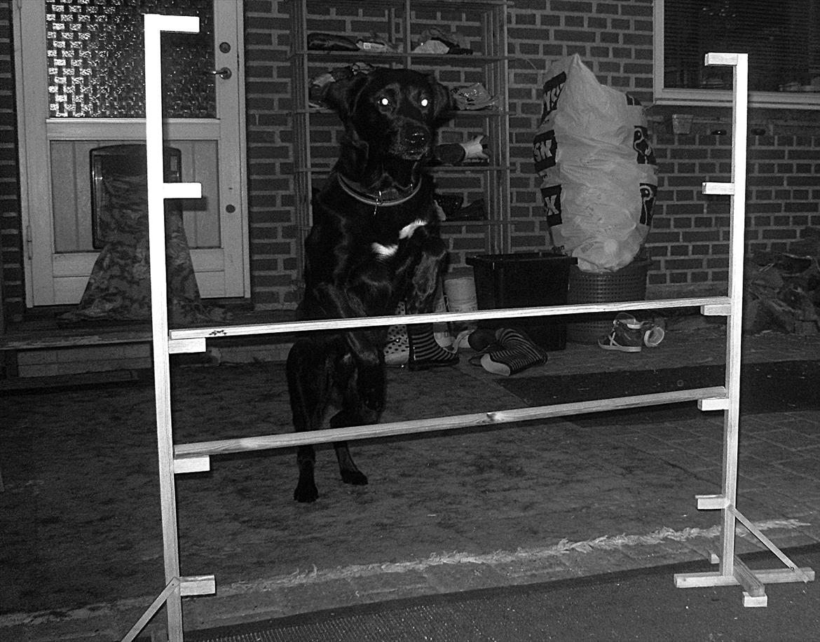 Blanding af racer Nick<3 billede 4