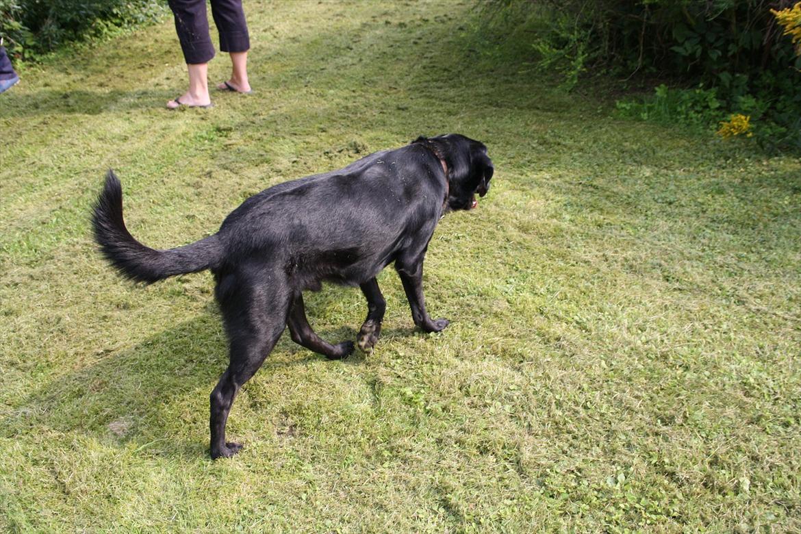 Blanding af racer Nick<3 billede 14