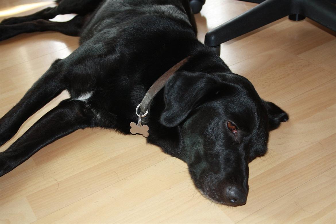 Blanding af racer Nick<3 billede 15