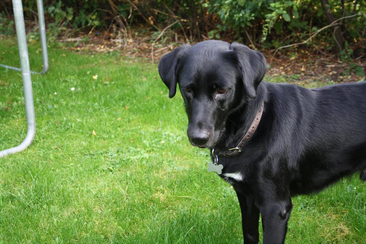 Blanding af racer Nick<3 billede 8