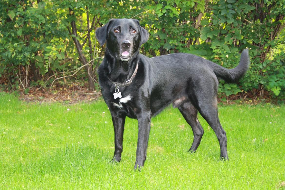 Blanding af racer Nick<3 billede 1