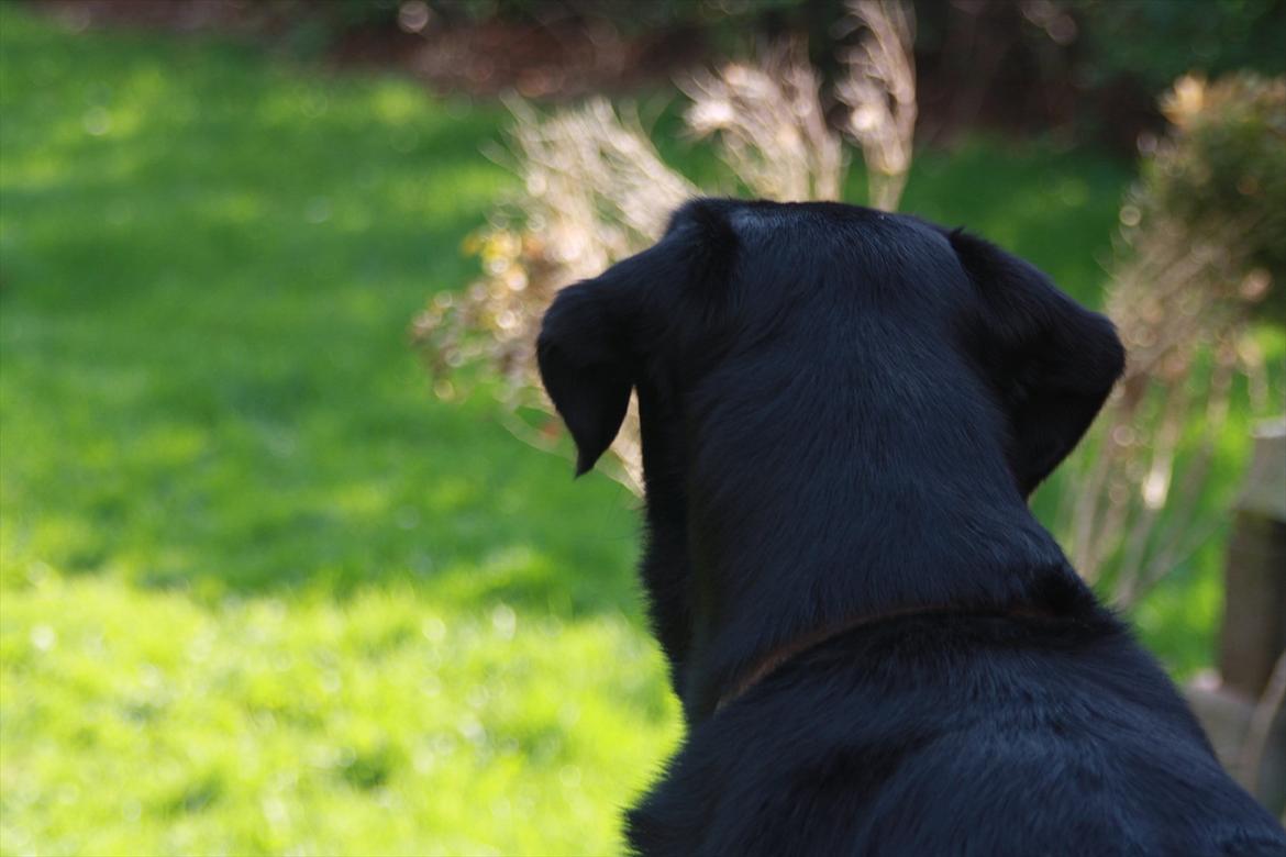 Blanding af racer Nick<3 billede 16