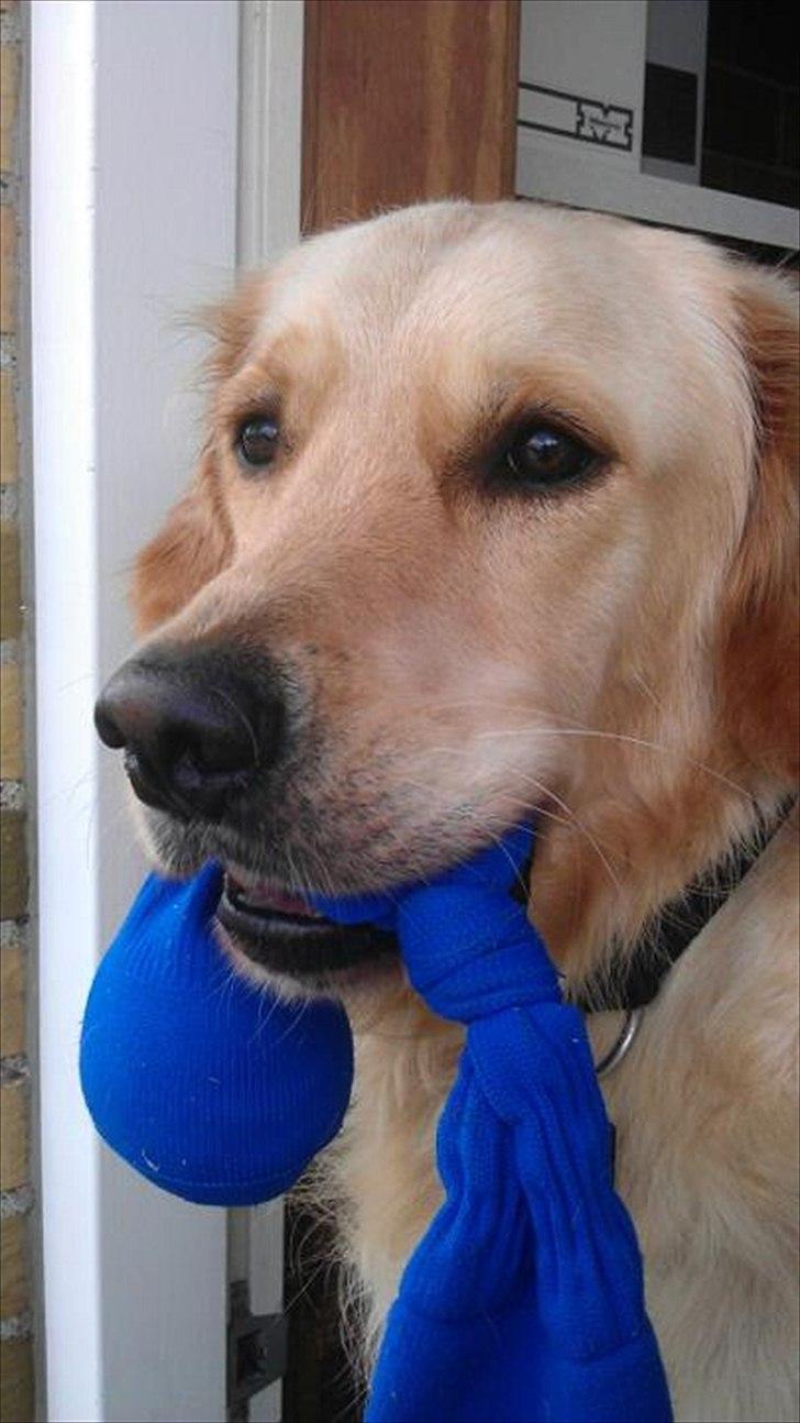 Golden retriever Charlie billede 16