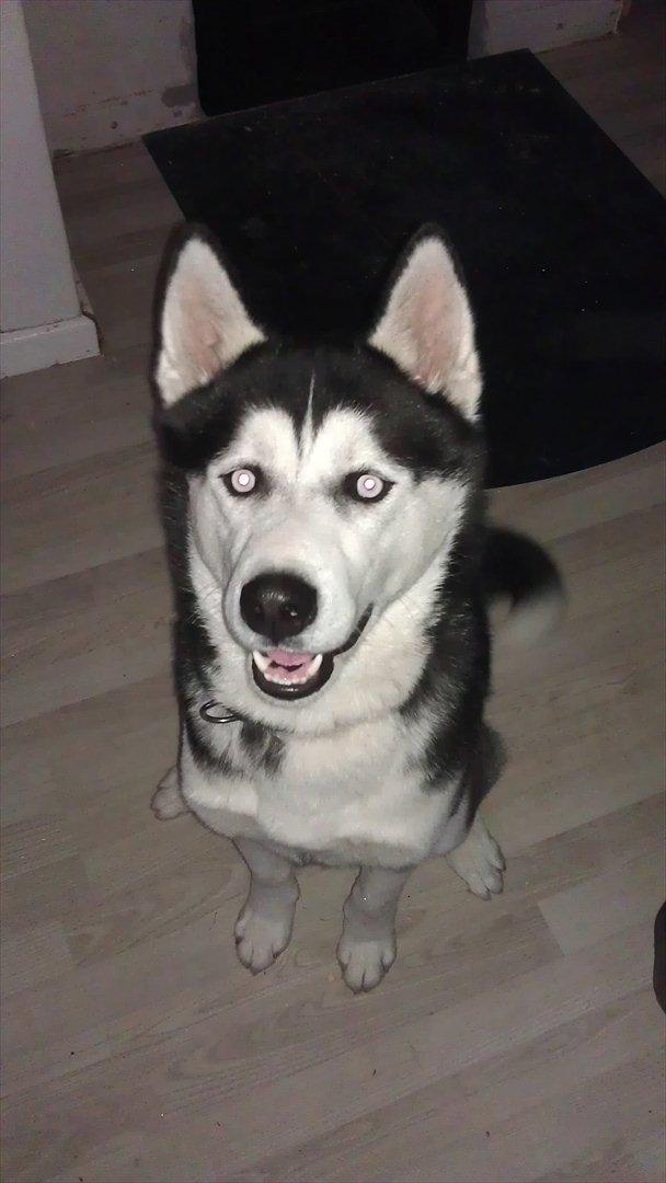 Siberian husky Zacky billede 13