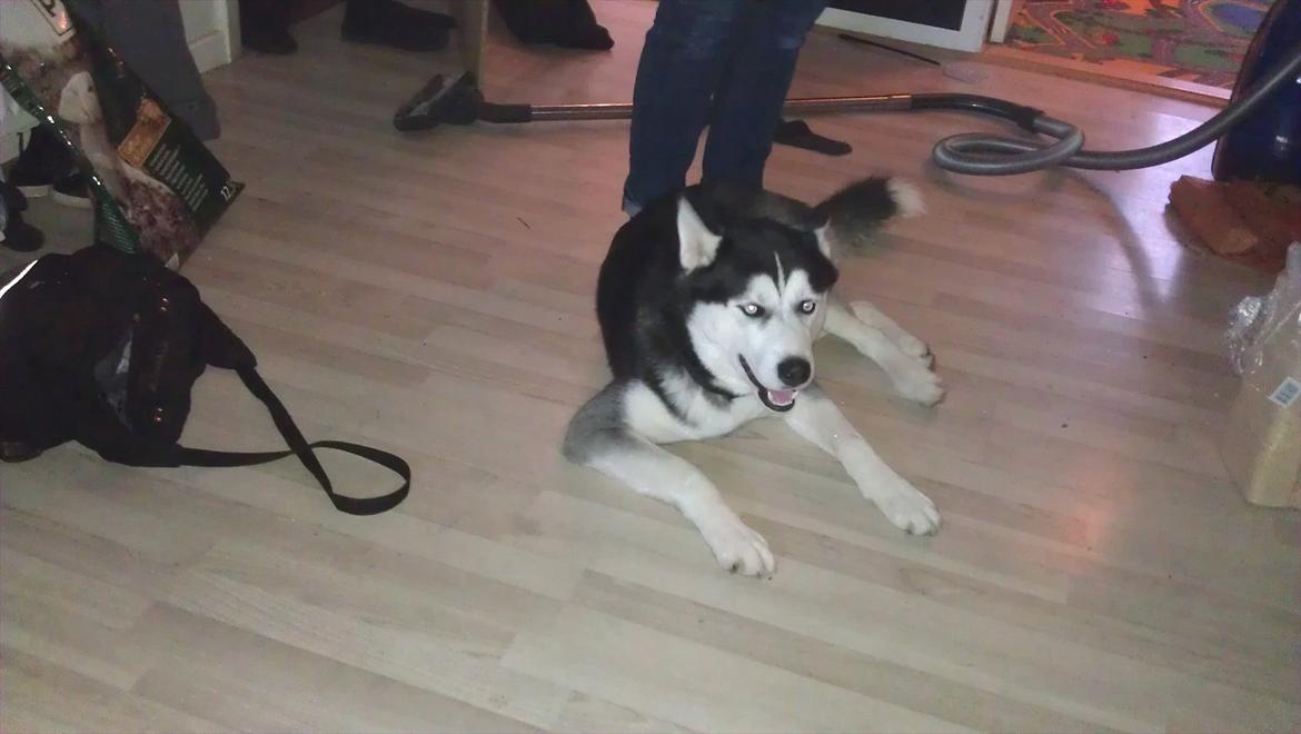 Siberian husky Zacky billede 14