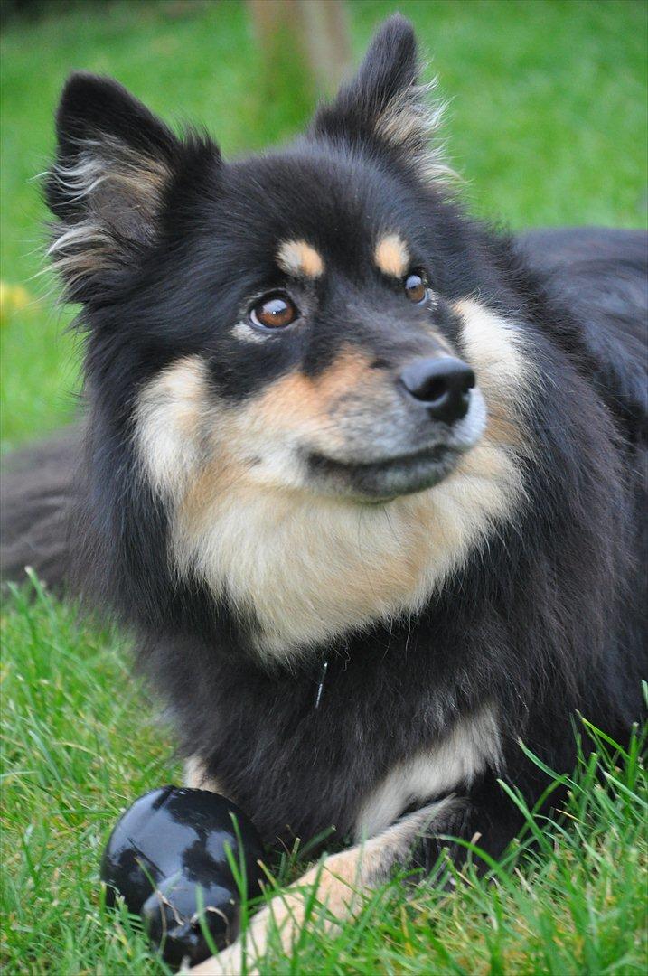 Finsk lapphund Kello Xila:D Love Ya<3 billede 17