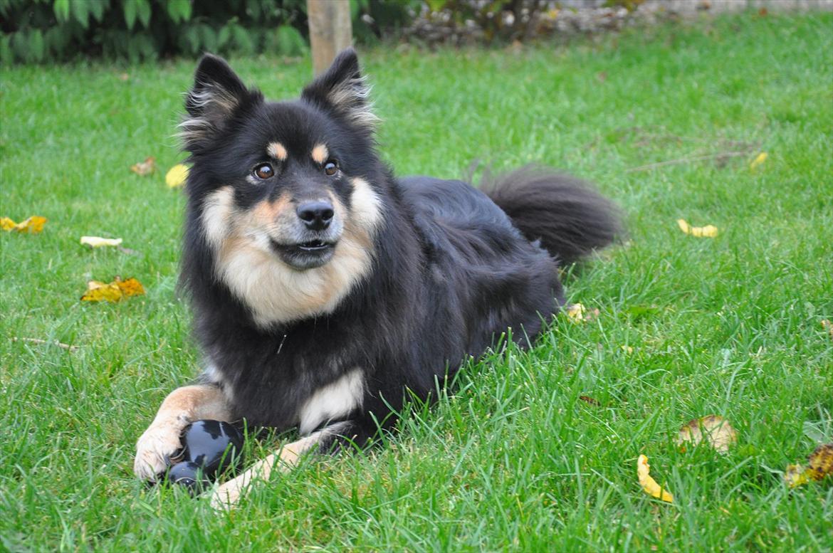 Finsk lapphund Kello Xila:D Love Ya<3 billede 18