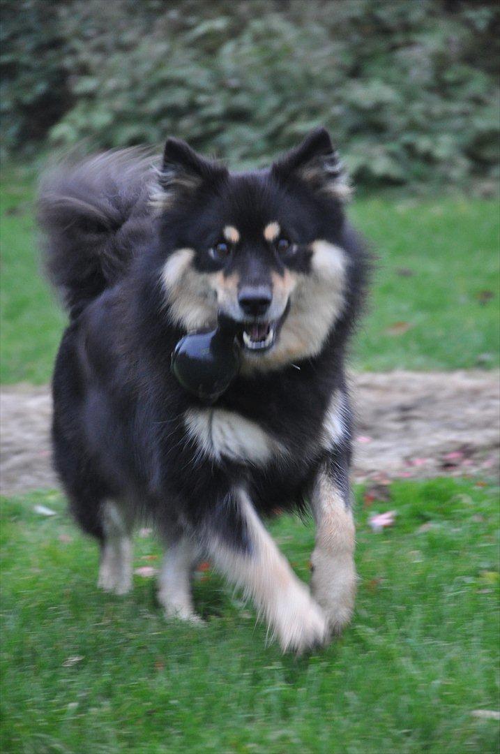 Finsk lapphund Kello Xila:D Love Ya<3 billede 19