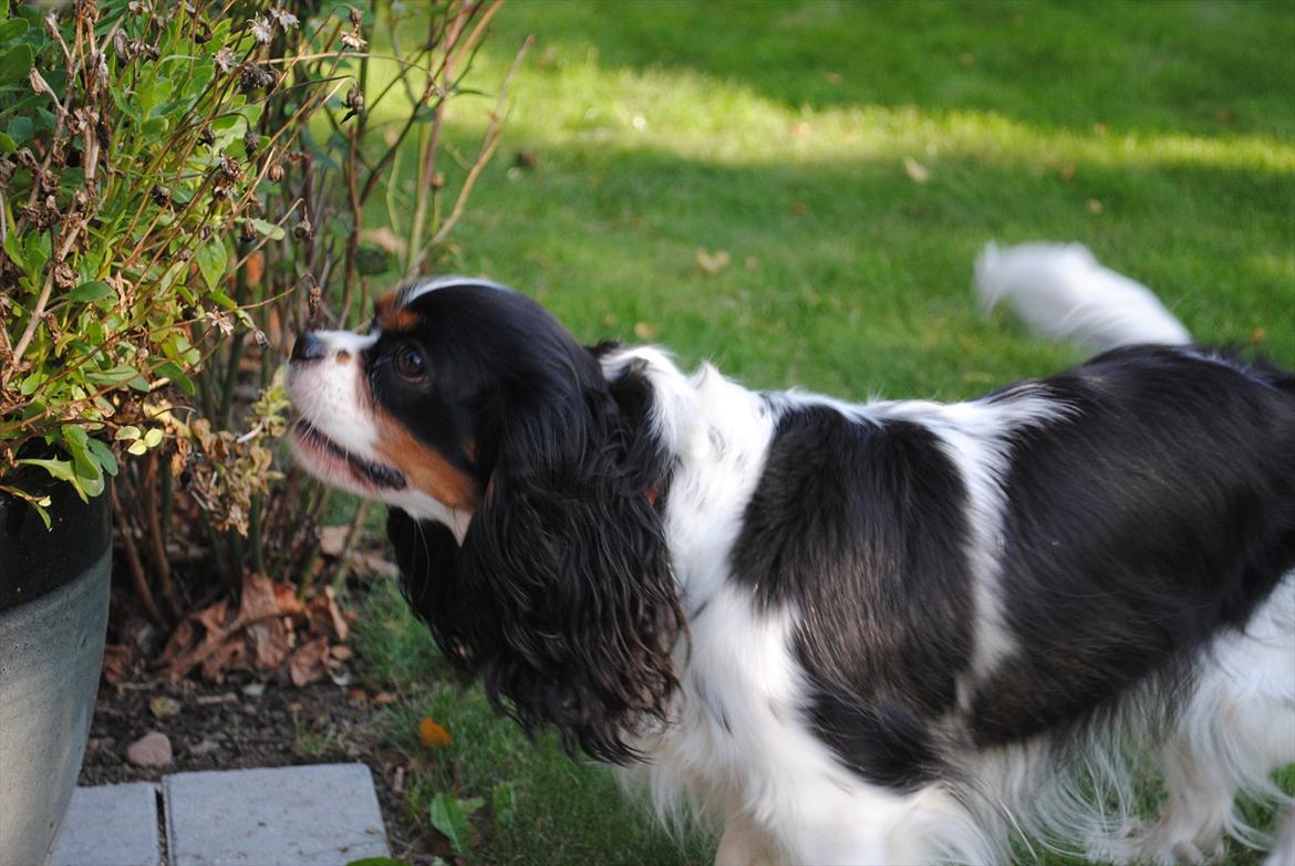 Cavalier king charles spaniel Cuba billede 11