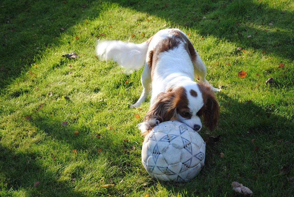 Cavalier king charles spaniel nala billede 8