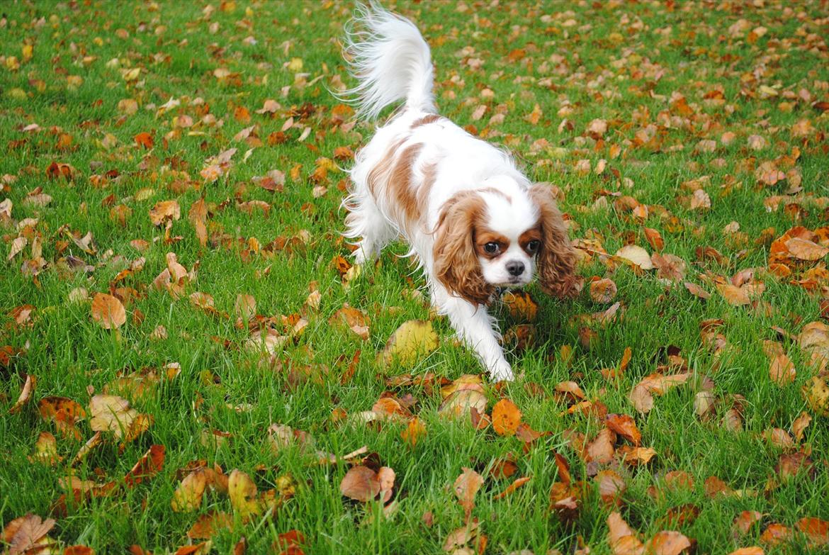 Cavalier king charles spaniel milo billede 20