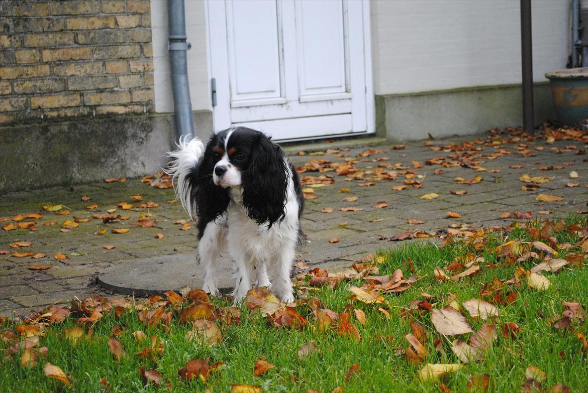 Cavalier king charles spaniel Cuba billede 9