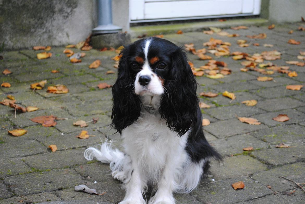 Cavalier king charles spaniel Cuba billede 3