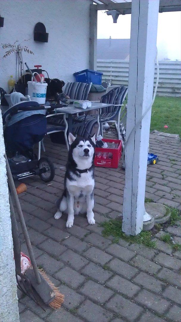 Siberian husky Zacky billede 15