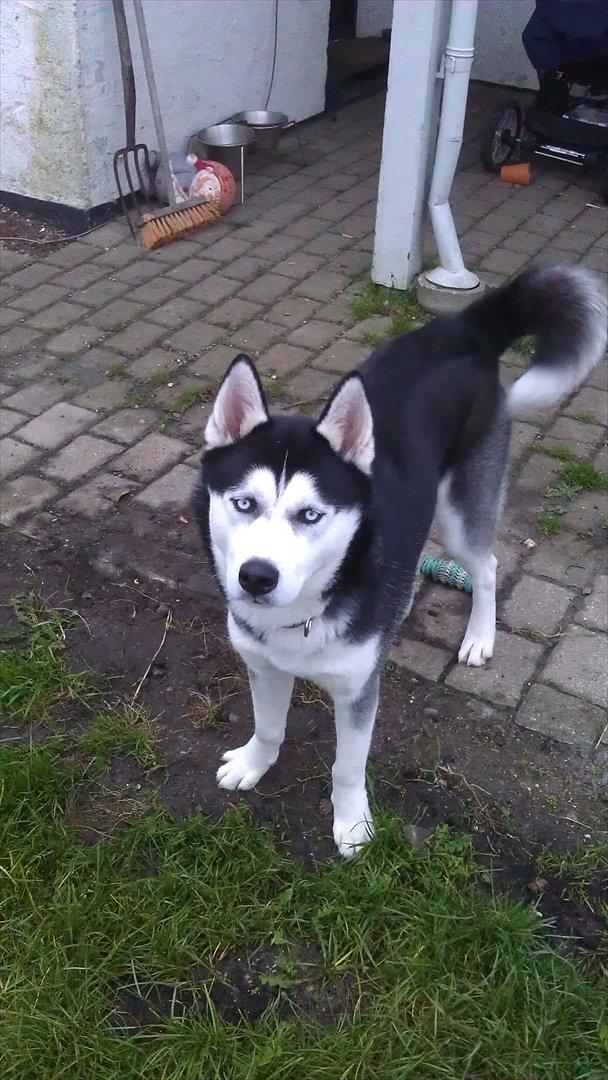 Siberian husky Zacky billede 16
