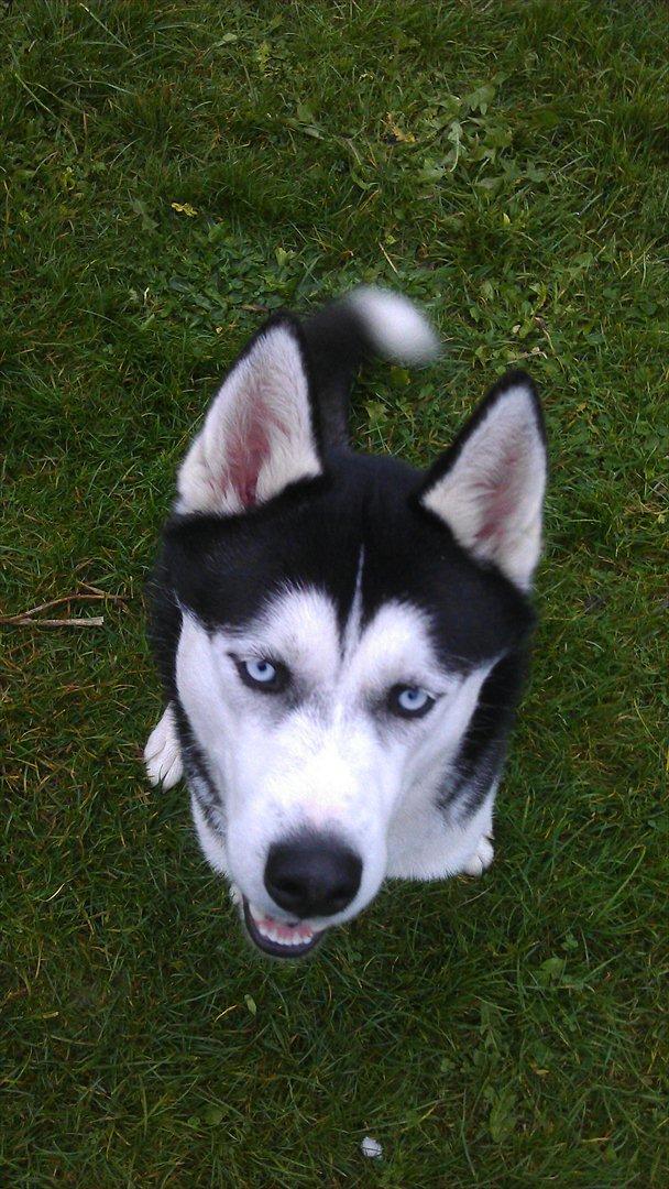 Siberian husky Zacky billede 17