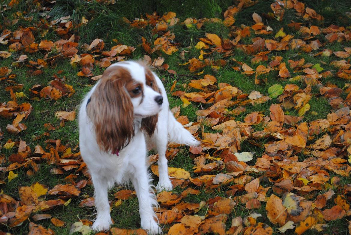 Cavalier king charles spaniel nala billede 5