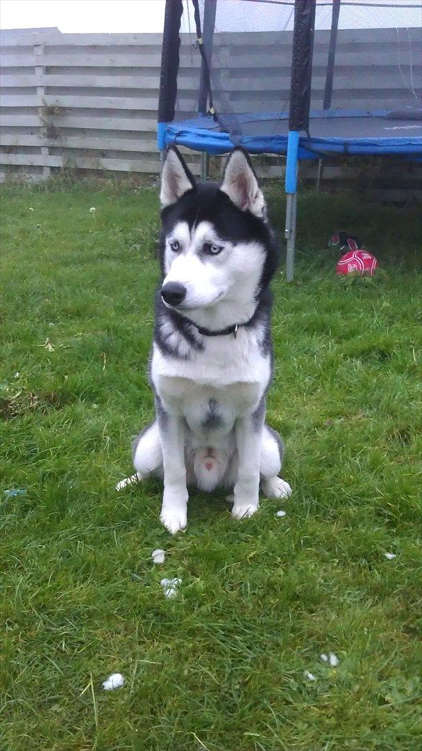Siberian husky Zacky billede 18