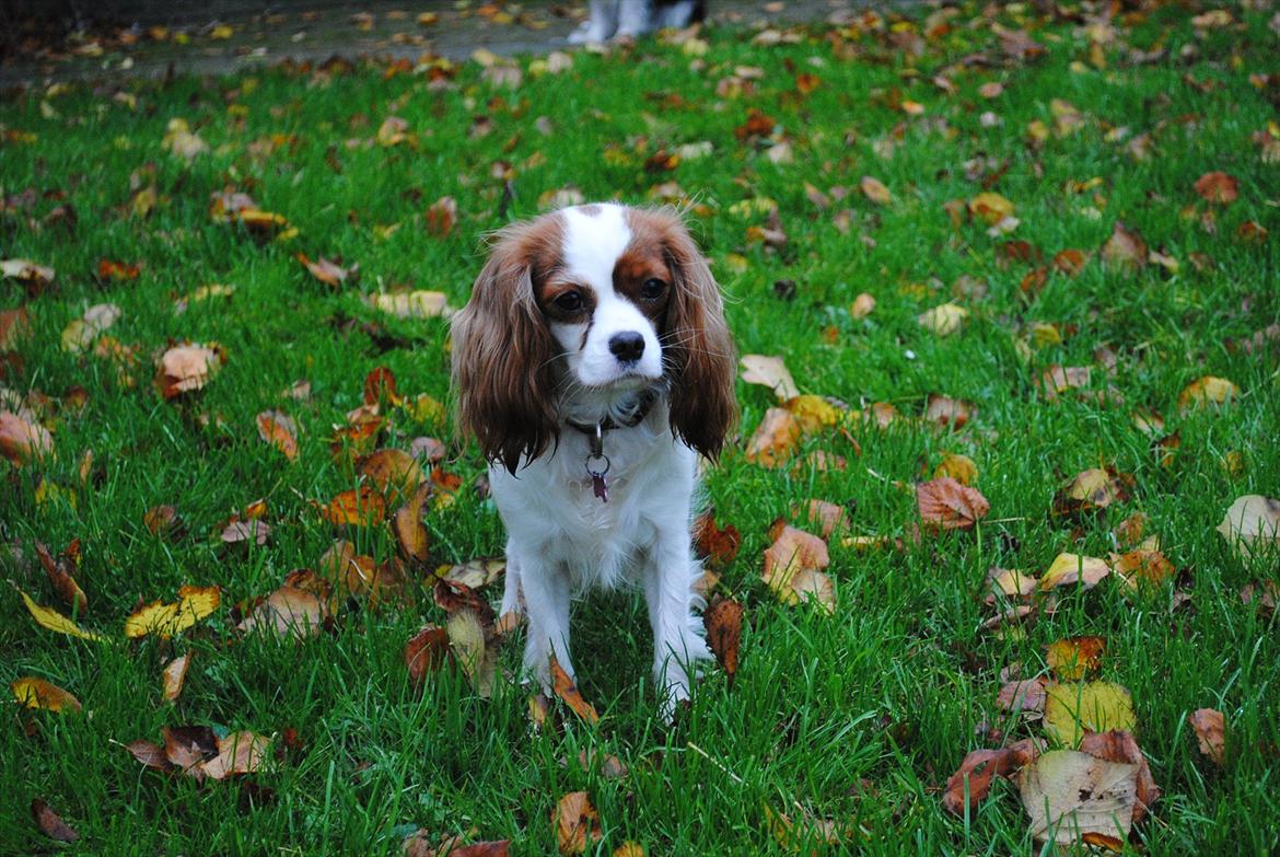 Cavalier king charles spaniel nala billede 4