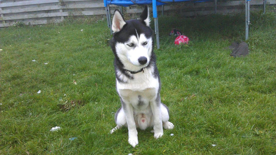 Siberian husky Zacky billede 19