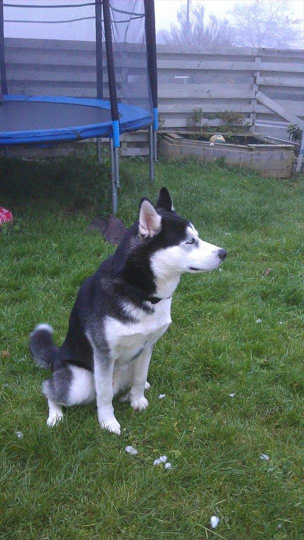 Siberian husky Zacky billede 20