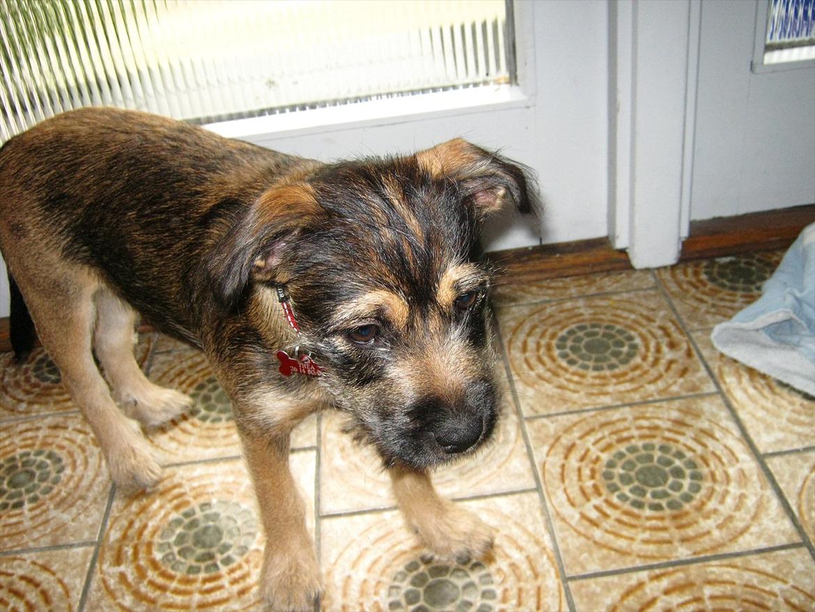 Blanding af racer Thea billede 15