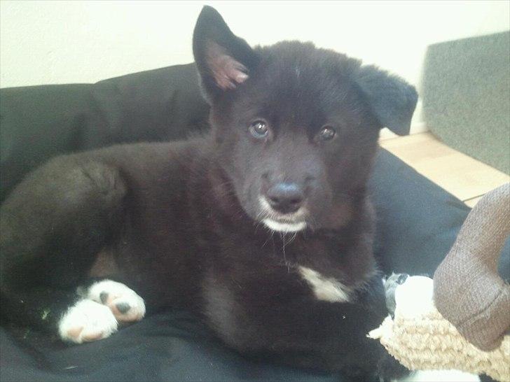 Blanding af racer Otto  - Otto (Norsk Elghund, japansk akita og samoyede) billede 1