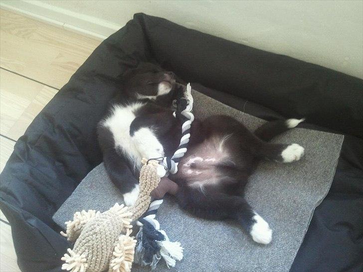 Blanding af racer Otto  billede 2