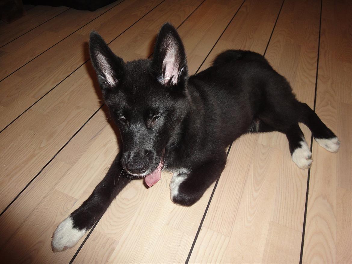 Blanding af racer Otto  billede 3