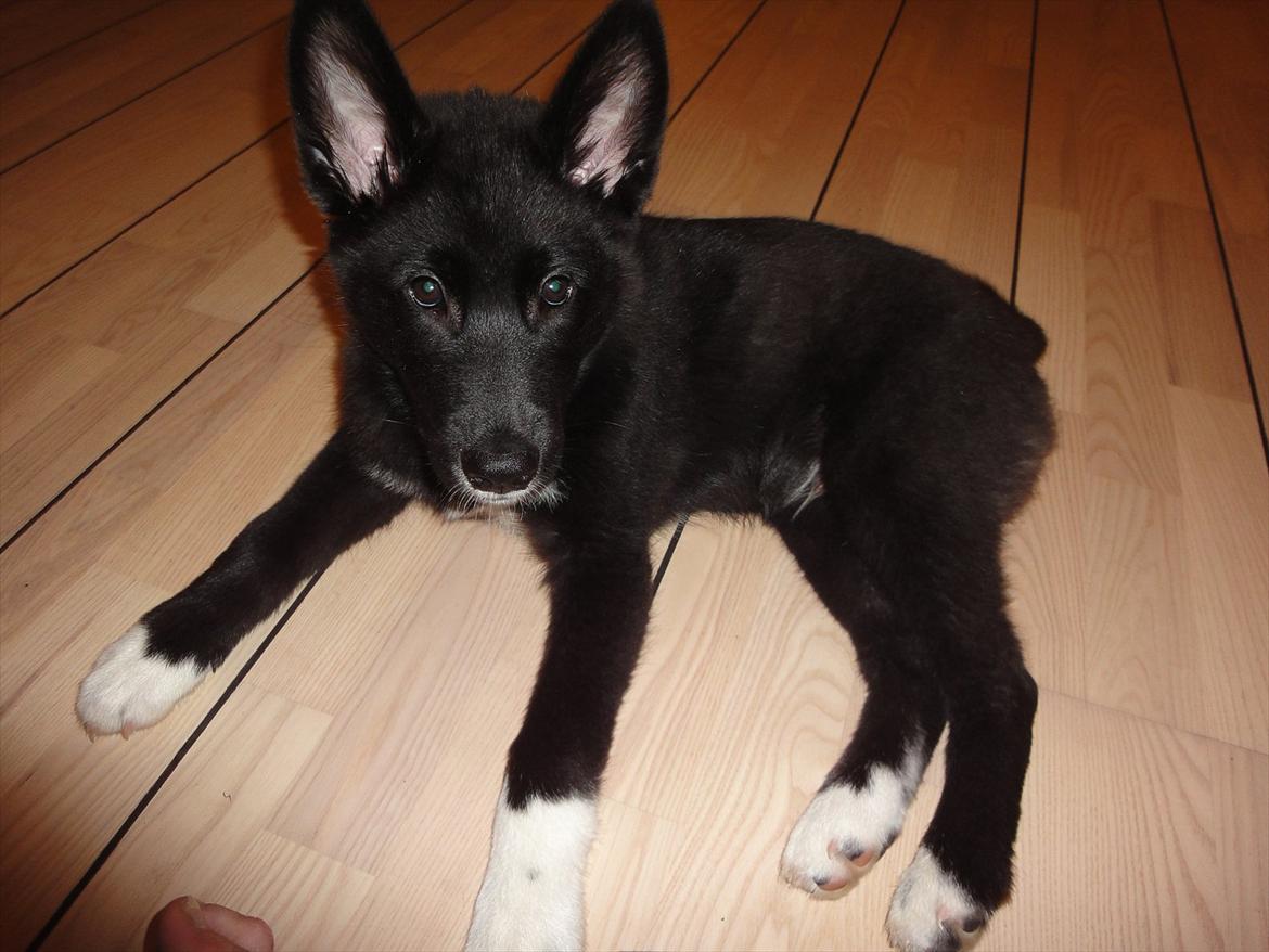 Blanding af racer Otto  billede 4