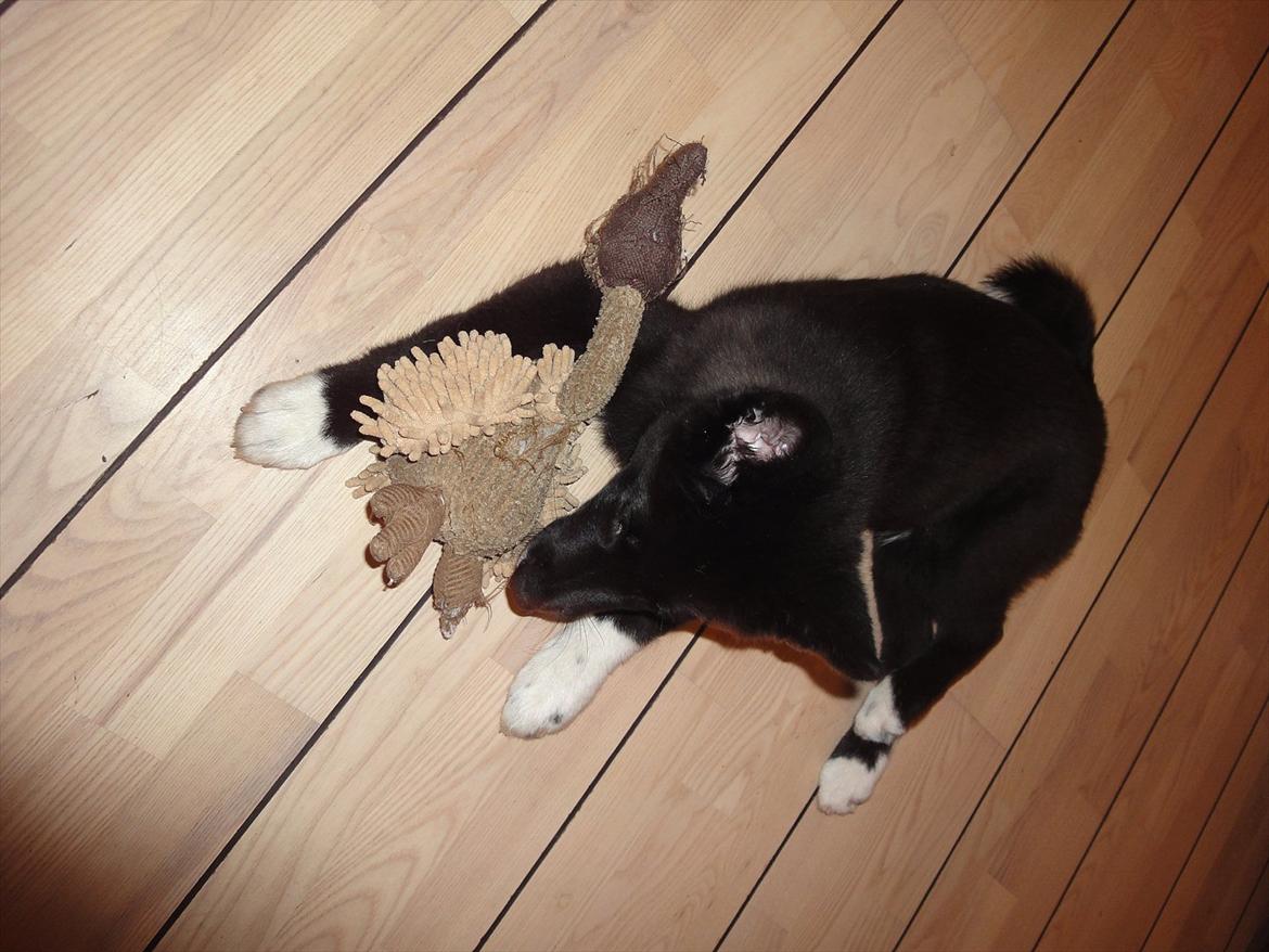 Blanding af racer Otto  billede 5