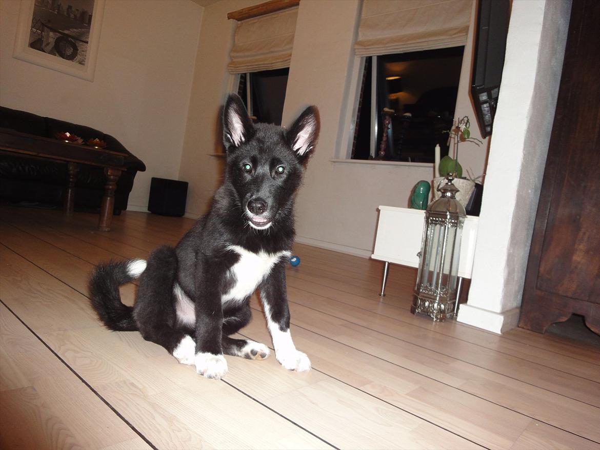 Blanding af racer Otto  billede 6