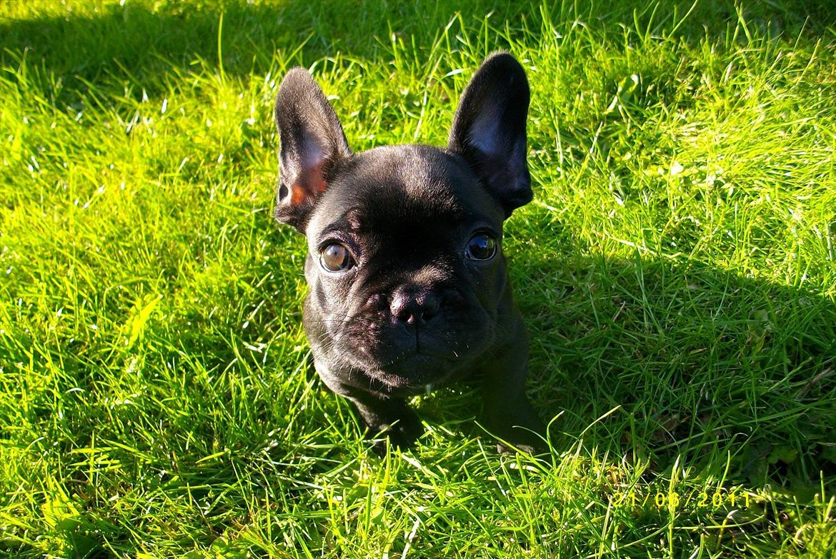 Fransk bulldog Felix <3 - Da Felix var 9 uger ca :) billede 1