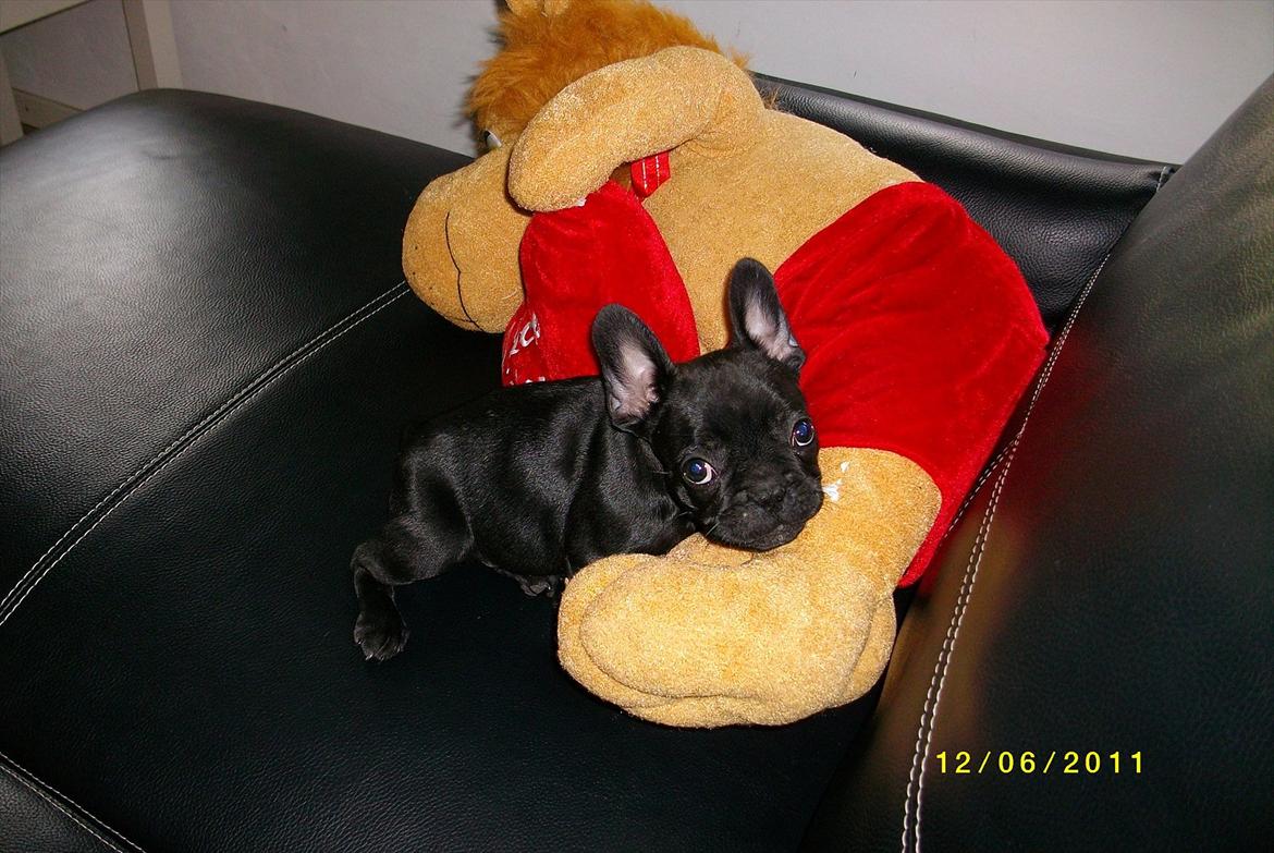 Fransk bulldog Felix <3 - Felix og hans bedste sovebamse :) billede 2