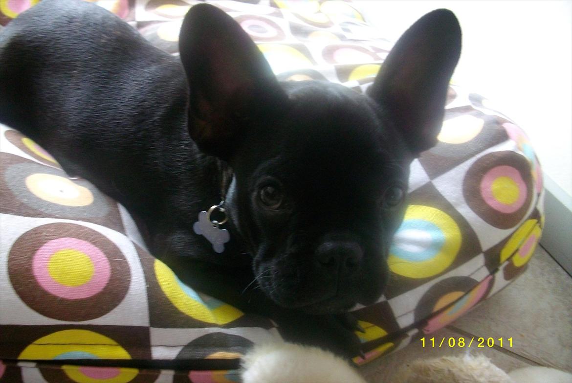 Fransk bulldog Felix <3 - På besøg hos onkel Sifka, hans seng er sååå dejlig :) billede 3