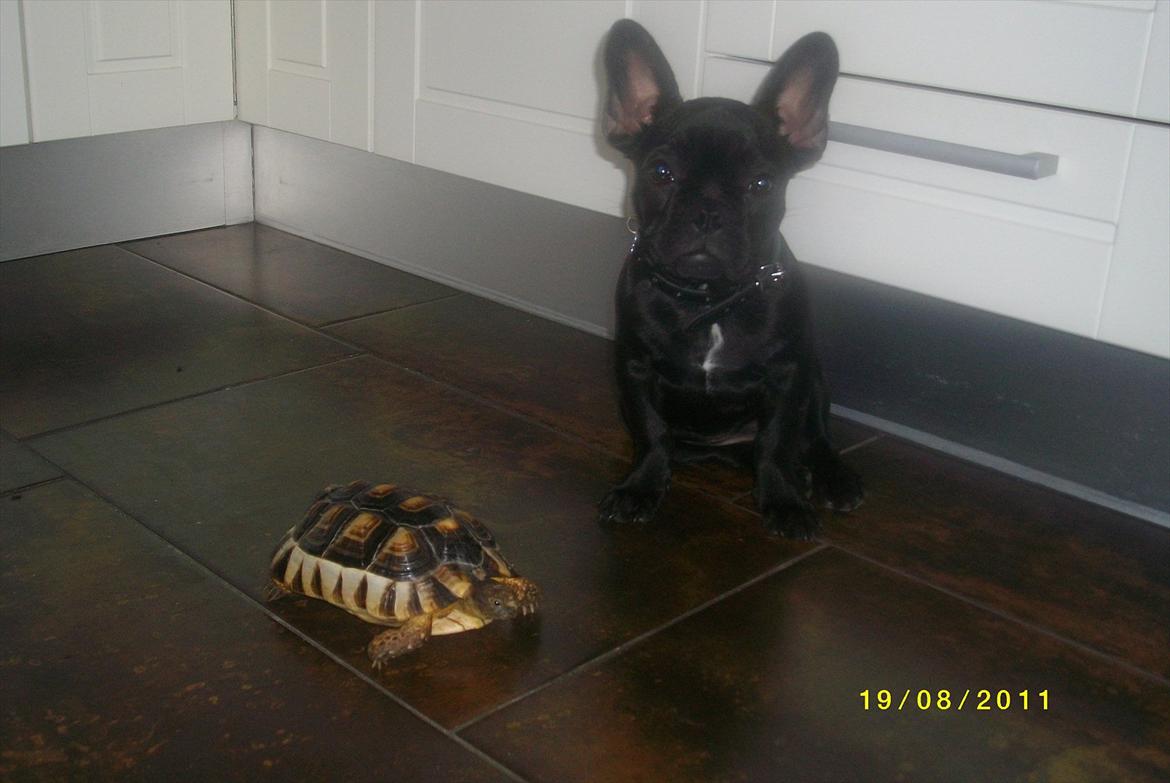 Fransk bulldog Felix <3 - Felix og skildpadden JensLyn :) billede 4