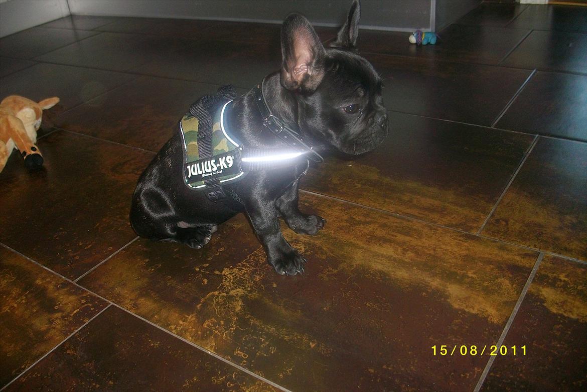 Fransk bulldog Felix <3 - Felix med hans nye sele :) billede 5