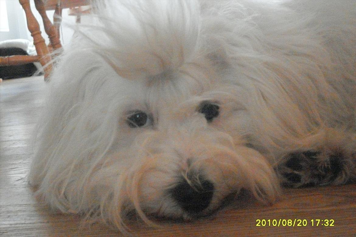 Coton de tulear Zillo billede 1