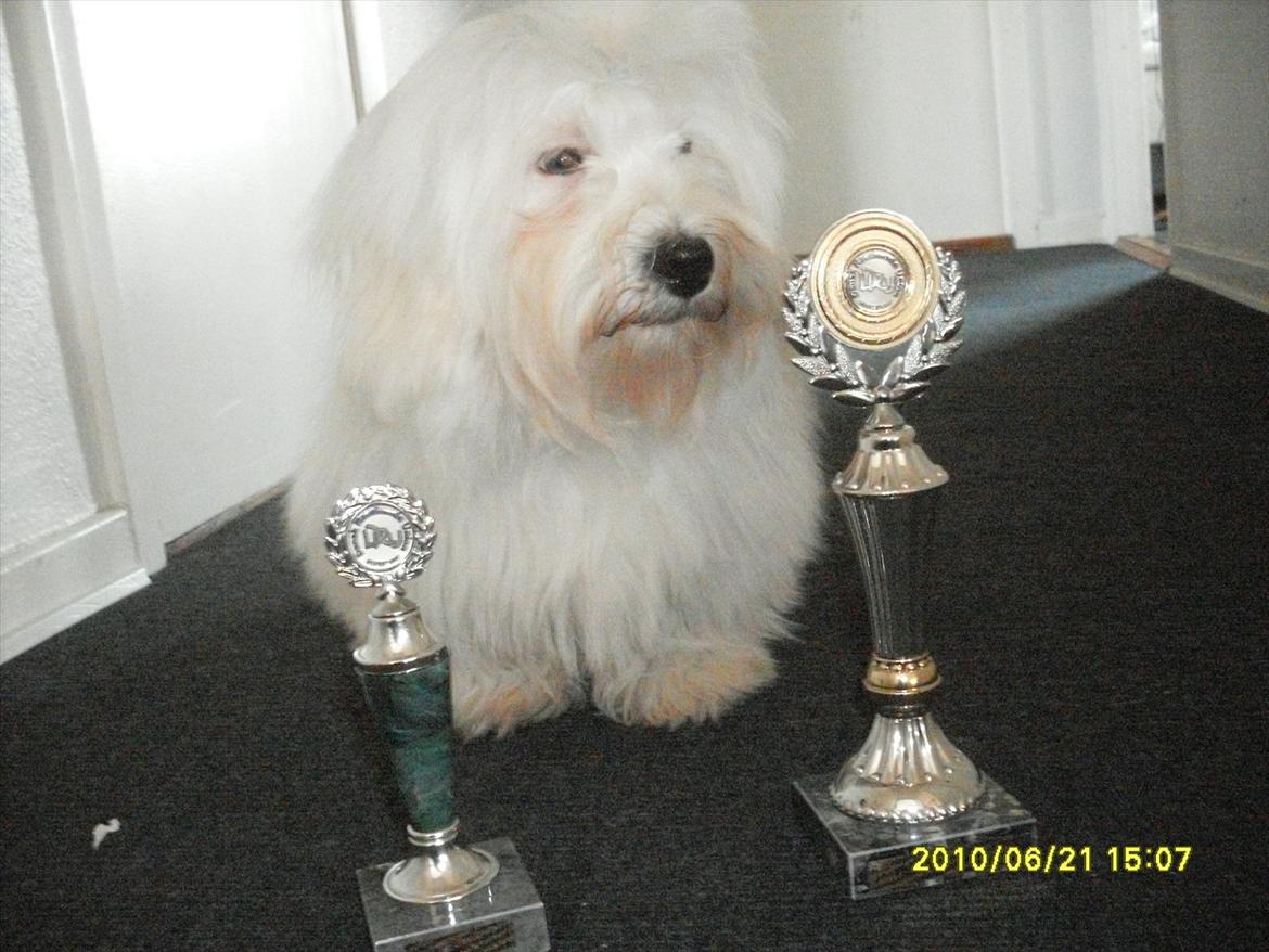 Coton de tulear Zillo billede 2