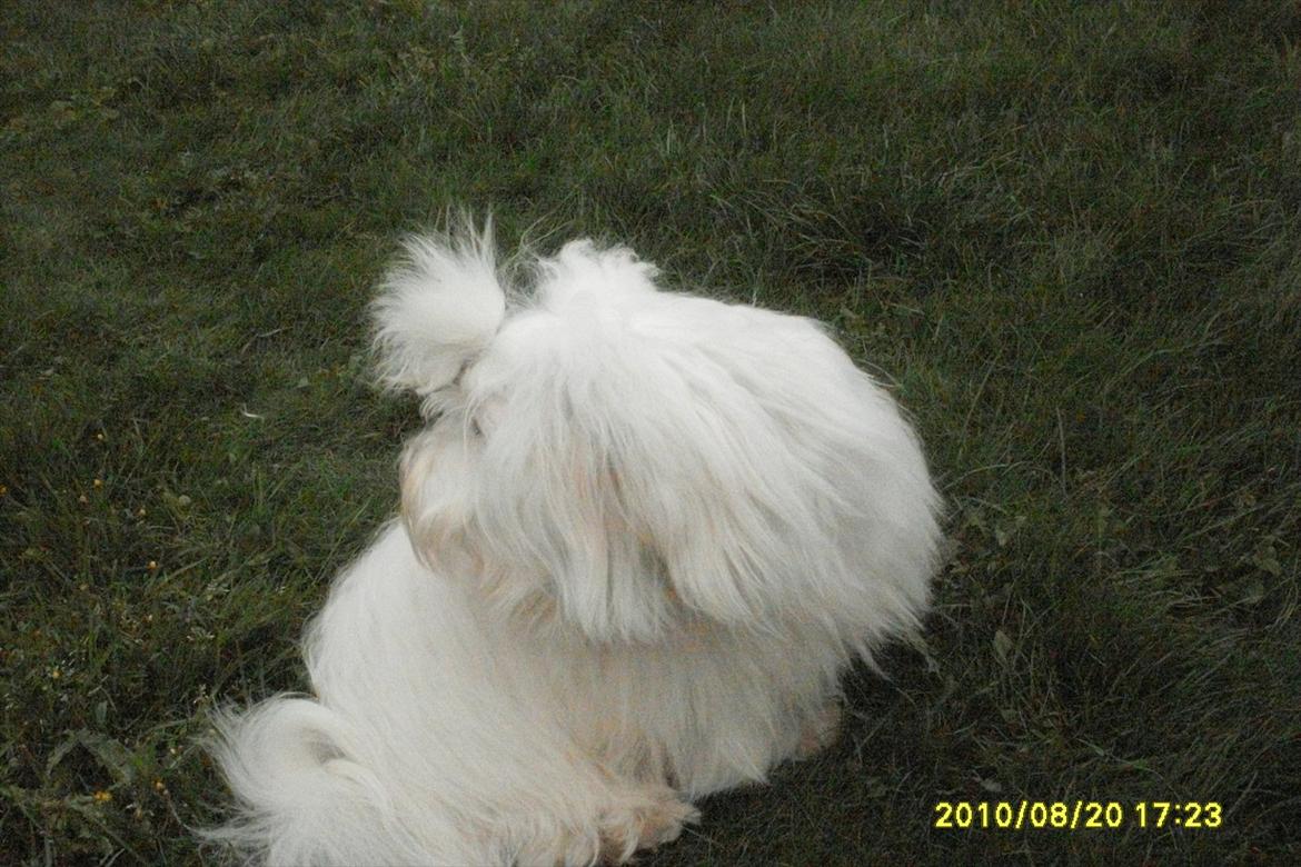 Coton de tulear Zillo billede 3